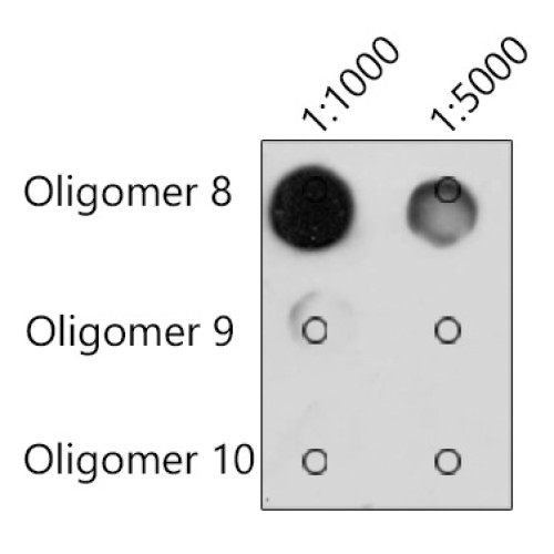 N6-methyladenosine / m6A Mouse mAb