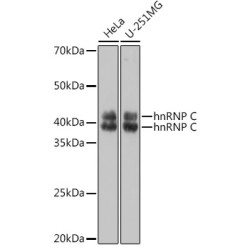 hnRNP C Rabbit pAb