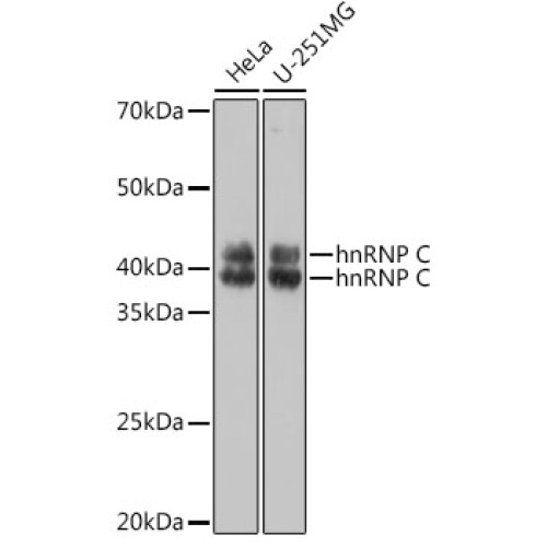 hnRNP C Rabbit pAb