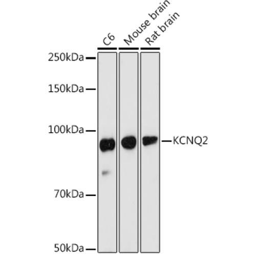KCNQ2 Rabbit pAb