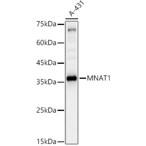 MNAT1 Rabbit pAb