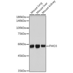 FMO3 Rabbit mAb