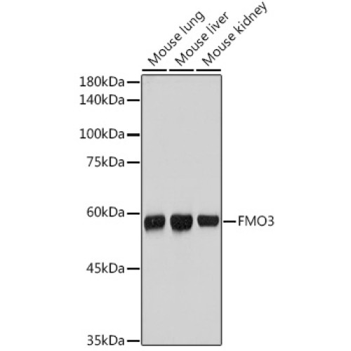 FMO3 Rabbit mAb