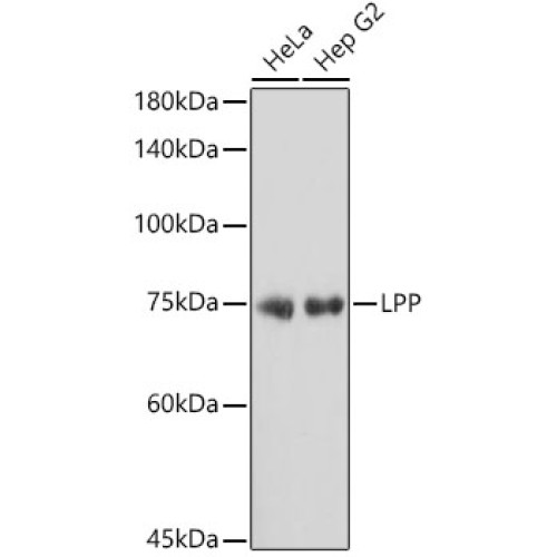 LPP Rabbit mAb