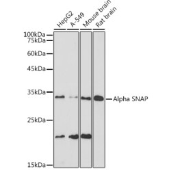 Alpha SNAP Rabbit mAb