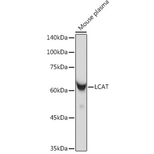 LCAT Rabbit mAb
