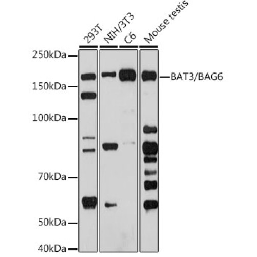 BAT3/BAG6 Rabbit mAb