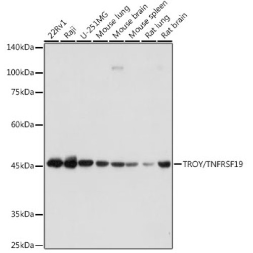 TROY/TNFRSF19 Rabbit mAb