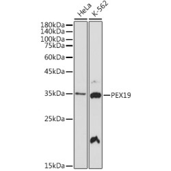 PEX19 Rabbit mAb