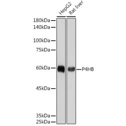 P4HB Rabbit mAb