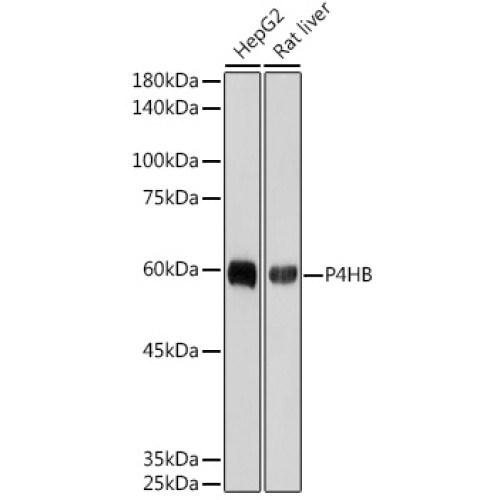 P4HB Rabbit mAb