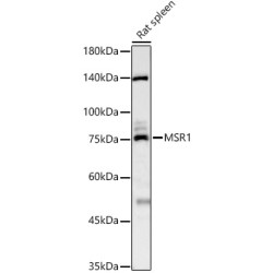 MSR1 Rabbit pAb