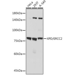 XPD/ERCC2 Rabbit mAb