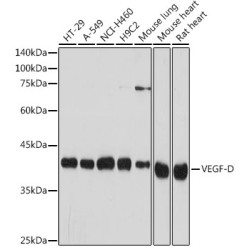 VEGF-D Rabbit mAb