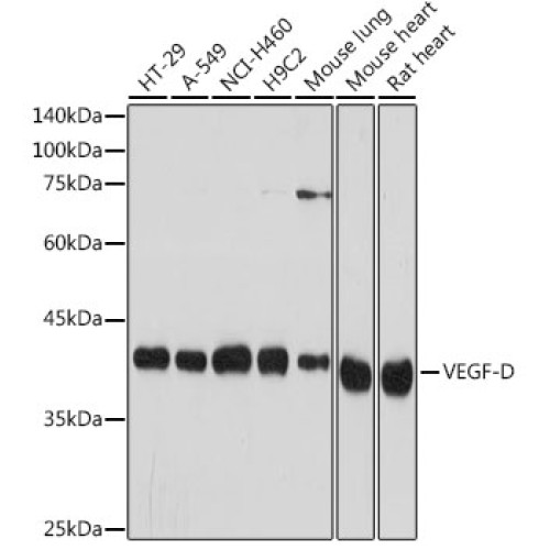 VEGF-D Rabbit mAb