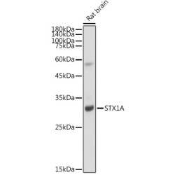 STX1A Rabbit mAb