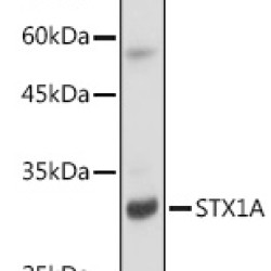 STX1A Rabbit mAb