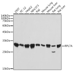 RPL7A Rabbit mAb