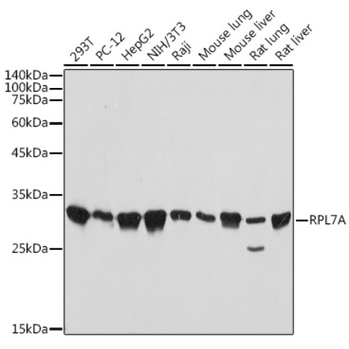 RPL7A Rabbit mAb