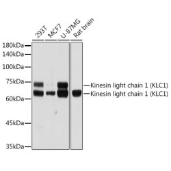 Kinesin light chain 1 (KLC1) Rabbit mAb