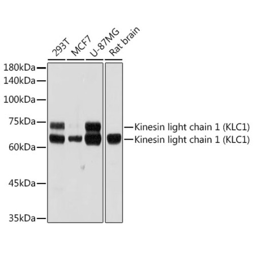 Kinesin light chain 1 (KLC1) Rabbit mAb