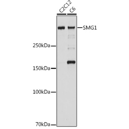 SMG1 Rabbit mAb
