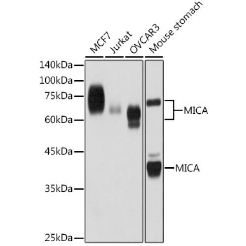 MICA Rabbit mAb