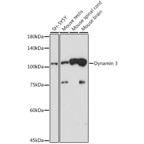 Dynamin 3 Rabbit mAb