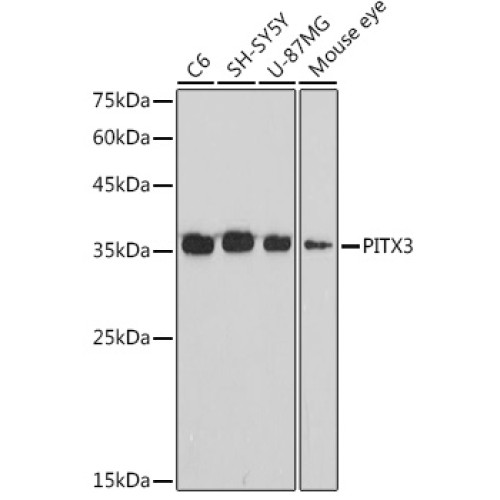 PITX3 Rabbit mAb