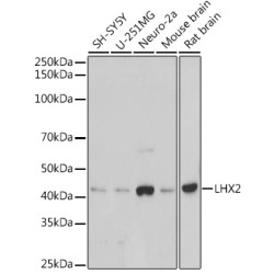 LHX2 Rabbit mAb