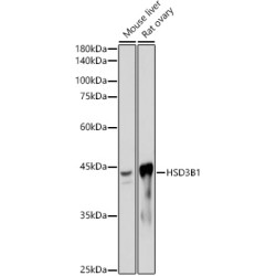 HSD3B1 Rabbit mAb