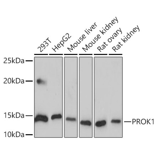 Human EG-VEGF/PK1 Rabbit mAb