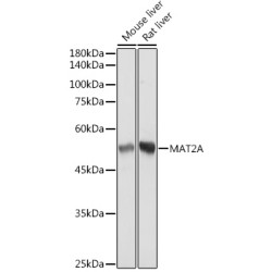 MAT2A Rabbit mAb