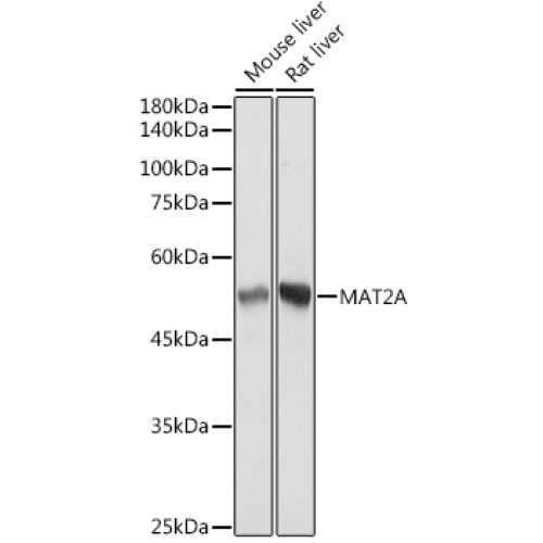 MAT2A Rabbit mAb