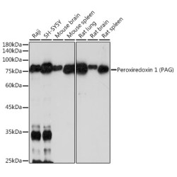 PAG1 Rabbit mAb