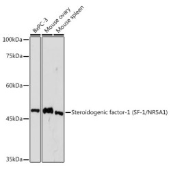 Steroidogenic factor-1 (SF-1/NR5A1) Rabbit mAb