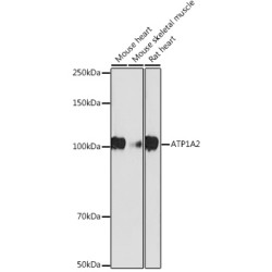 ATP1A2 Rabbit mAb