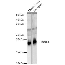 TNNC1 Rabbit pAb