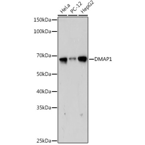 DMAP1 Rabbit mAb