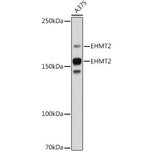 EHMT2 Rabbit mAb