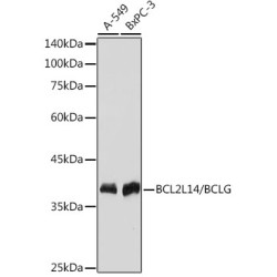 BCL2L14/BCLG Rabbit mAb