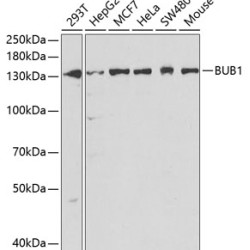 BUB1 Rabbit pAb