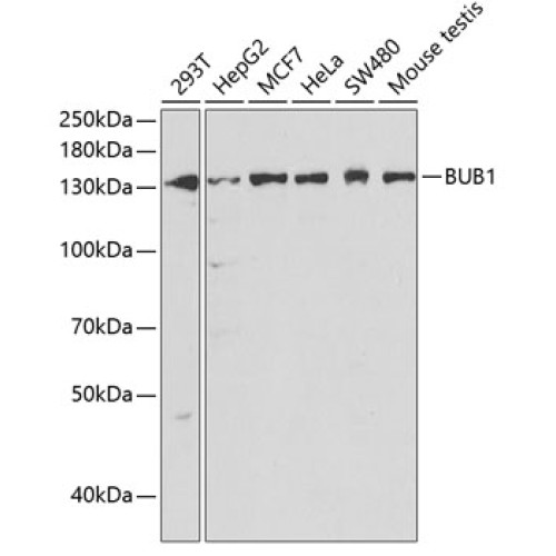 BUB1 Rabbit pAb