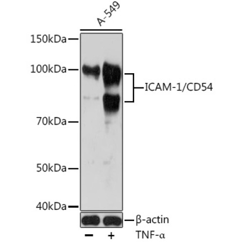 ICAM-1/CD54 Rabbit mAb