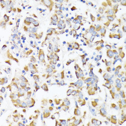 RHOG Rabbit pAb