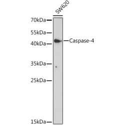 Caspase-4 Rabbit pAb