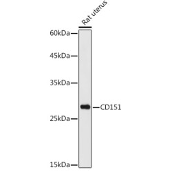 CD151 Rabbit pAb