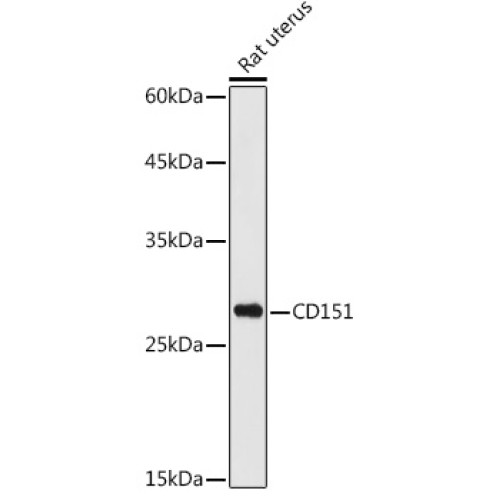 CD151 Rabbit pAb