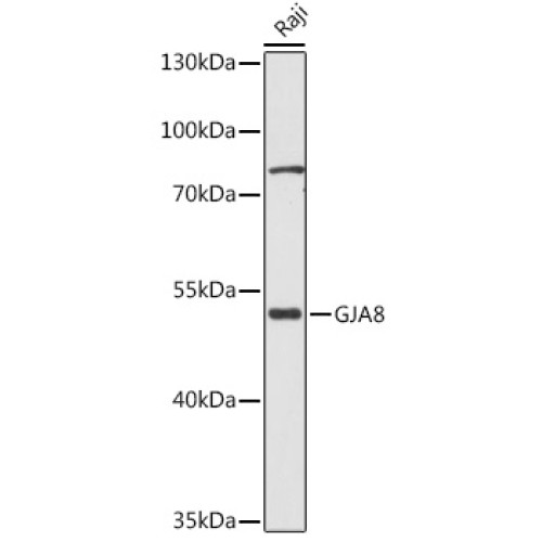GJA8 Rabbit pAb