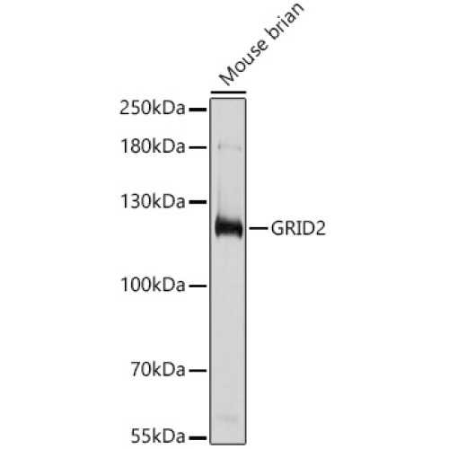 GRID2 Rabbit pAb